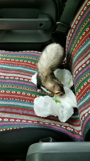 #ferrets #ferretsoftiktok #fyp #safty #howto #saftyfirst #psa #reccomendation #petferret #roadtrip #advice #petadvice #carsafty #roadtripwithpets #travel #yttrium #travelingpets