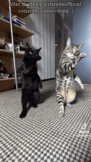 #cat #trending #funny #memes