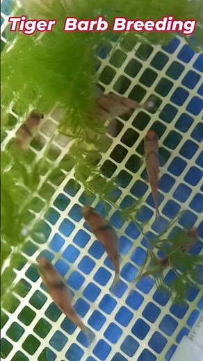 Tiger Barb Breeding Day - 1, Part - 1