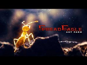 Spread Eagle - "Ant Farm" - Official Music Video