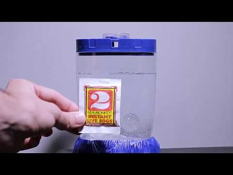 My Sea Monkeys | Day 1 - Day 10