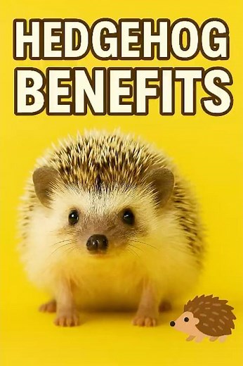 Why Hedgehogs Make the Best Pets Ever