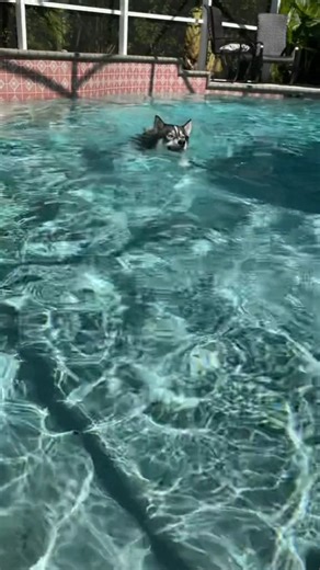 3.5K views · 211 reactions | Things to know before getting a husky part 4!!! #huskylovers #puppyvideos #huskyvideos #dogsofinstagram #dogsofinsta #dogfamegroup #huskiesofinsta #huskiesofig #huskysiblings #dog #huskylife #husky #huskies | The Moriarty Family | Facebook