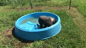 Berkley playing in the pool ! The energy never ends ❤️🐻 | Discovery Wildlife Park