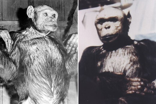 Inside China's HUMANZEE experiments to breed 'apemen to be sent into space'