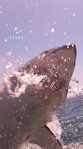Great White Shark Jumping Out of Water