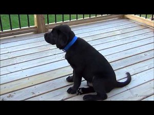 Ben - Black Labrador ( 4-month old )