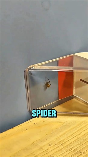 How to Catch Bugs Without Touching Them #inventions #gadgets #interesting #educational #bugs #spider | Tech Today