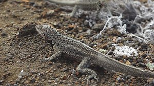 Lava Lizard Doing Pushups Display Dominance Stock Footage Video (100% Royalty-free) 1061176555 | Shutterstock
