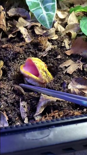 Pac-Man Frog Eating 🐸