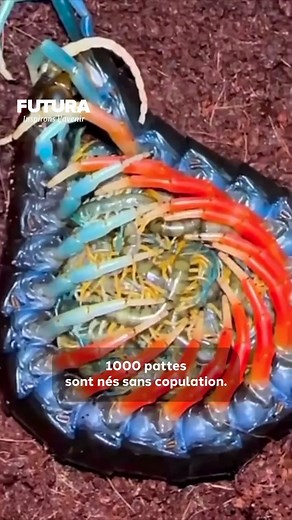 1.6M views · 8.2K reactions | Un Scolopendra Subspinipes orange et bleu ! #science #insect #wildlife | Futura - Inspirons l'avenir | Facebook