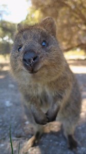 This is a quokka. Smiles like sunshine. Hops like a kangaroo. Native to a few small islands off the coast of Western Australia, quokkas are nocturnal marsupials famous for looking permanently cheerful.Just don’t feed them. Or touch.Admire the smile, respect the space. ☀️🦘 #Quokka #HappiestAnimal #australianwildlife | Discvr Blog