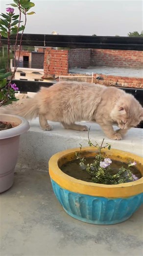 3 foods for your sick cat #cat #catlife #catshorts #catvideo #cute #cutecat
