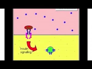 Illustrating the translocation of GLUT-4s
