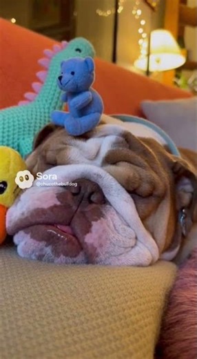 So Asleep Nothing Can Wake Him 😴🐾 #englishbulldoglife