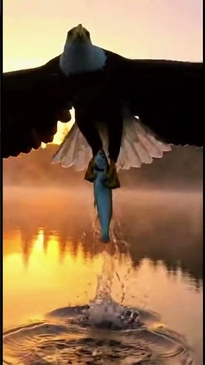 Nature’s Most Powerful Dive! Bald Eagle vs. Fish 🐟