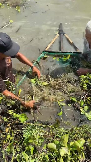 Trapping giant eel fish with survival skills #fishing | Emma's Fishing