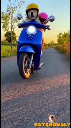 Two Dogs Riding a Motorcycle… Then This Happens 😂🏍️🐶 #shorts #funny #animals