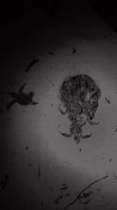 71K views · 3.3K reactions | Witness this sea turtle nest ‘boil’ at...