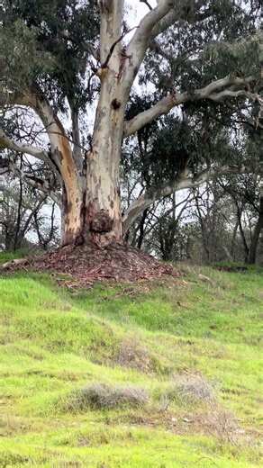 #selfcare #mirthologist