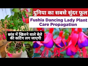 Fuchsia Plant Care & Propagation/ How To Grow Fuchsia From Stem Cutting /How To Care Fuchsia#fuchsia