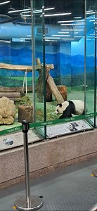 21 reactions · 27 comments | JM goes to Taipei Zoo Watching panda #fblifestylechallenge | Casas Nardo JM | Facebook