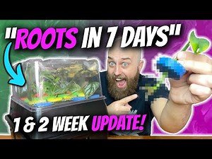 This propagation method is INSANE! | Aeroponics Clone Station 1 & 2 Week Update