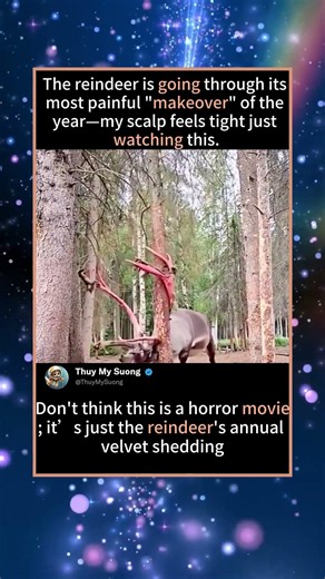 Reindeer Shedding Velvet: A Real-Life Horror Movie? 🦌🩸 #Reindeer #NatureIsWild #VelvetShedding