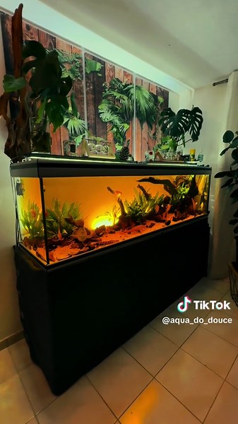 Aquarium 800 Litres: Un Monde Tropical 🌿