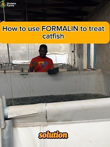 Ideal way to use formalin for catfish treatment . . . . . . . In this comprehensive video series, we'll guide you through the fascinating world of catfish hatchery, covering everything from setup and management to incubation techniques and fries care. Discover the secrets to successful catfish hatching with our complete video course! 📍What You'll Learn: ✅ HATCHERY SET UP ✅ EQUIPMENT ESSENTIALS FOR SUCCESSFUL CATFISH HATCHERY ✅ HOW TO TEST & CORRECT YOUR WATER PARAMETERS ✅ HATCHERY VAT PREPARATI