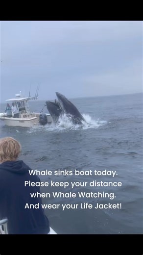 Whale Sinks Boat | Fishing Australia TV