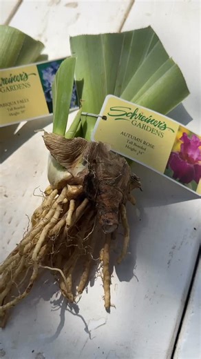 1.3K views · 492 reactions | Smaller rhizome? No problem! � Size varies by variety, dig time, age, and growing conditions — but every rhizome we send is healthy and bloom-ready. We always ship the biggest of each variety, and even the little ones grow into full-sized flowers! �� | Schreiner's Gardens | Facebook