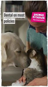 Most of our policies cover dental. Ranging from dental accident or dental accident and illness depending on product choice 🦷 | Animal Friends Pet Insurance