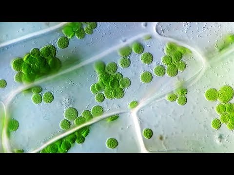 Cyclosis | Cytoplasmic Streaming in Plant Cells
