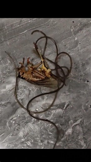 Horsehair Worm Emerging From a Cricket