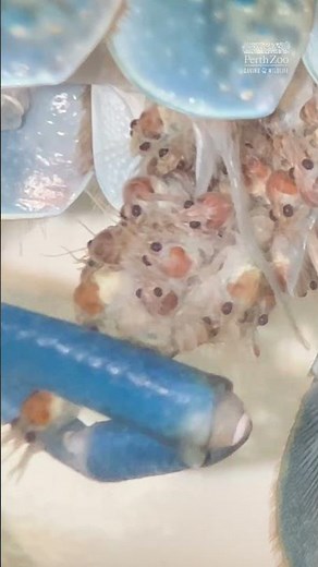 New animal discovery! Hairy Marron are maternal | Perth Zoo