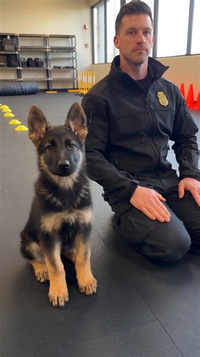 German Shepherd puppy practices a K9 salute one paw at a time. | german shepherd