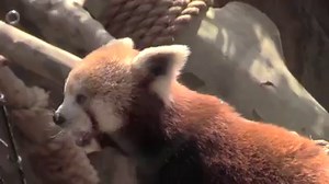 402 reactions · 43 shares | Be the first to encounter our red pandas and otters as they explore the latest expansion of Zoo360. | Philadelphia Zoo | Facebook