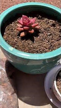 Repotting succulents in Bonsai Jack Succulent Soil Mix (Gritty Mix #111) PART ONE