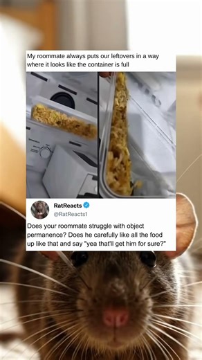 Does Your Roommate Struggle With Object Permanence While Carefully Lining Up The Leftover Food