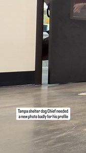 Second Shot is turning heads...with our shelter pet photography business model! Historically, shelters either relied on staff or unpaid volunteers to take photos of the shelter pets, for their online profile and social media. We’re disrupting that model by working with brands and businesses to pay professional photographers and to offer this service for free to shelters! Brands benefit by being associated with Second Shot and gives them feel good content to share online. Brands also get to lever