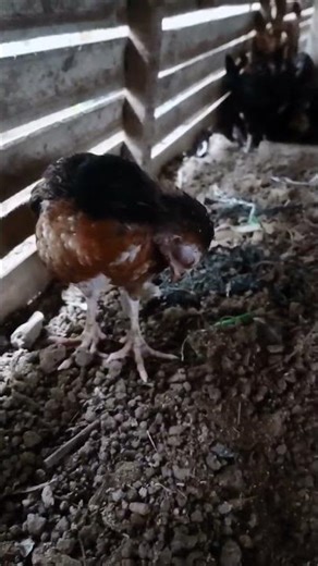 Ayam tidur sambil berlari