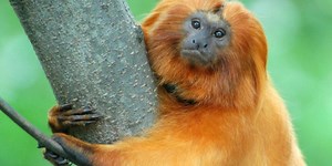 Por que o Mico Leão Dourado Está Ameaçado de Extinção? – Mundo Ecologia