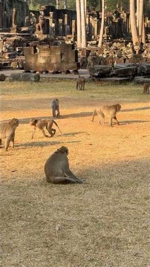 Monkeys iin Sovanna troop chasing Amari troop