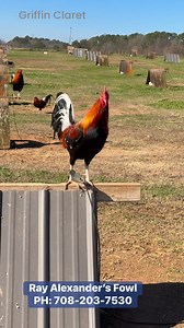 Ray Alexander’s Fowl on Reels