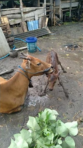 luar biasa! baru lahir langsung bisa berdiri || sapi melahirkan