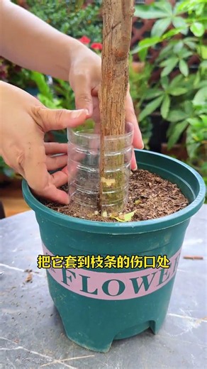 Revitalize Your Bougainvillea - The Ultimate Rescue Guide
