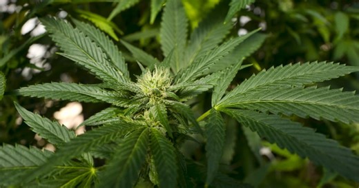 Market Outlook: U.S. cannabis reclassification drives stock surge