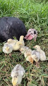 Así luce el amor de madre en el mundo animal ☘️🌾🐣 #avesornamentales #pavos #Piscos #campo | Criadero Llano Grande