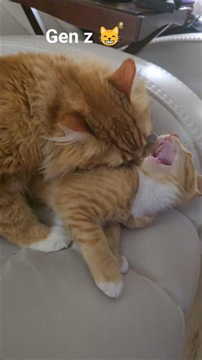 entertaining #funnycat#cute entertainment#pet cute#Beautiful Relaxing peace photooftheday goodvibes